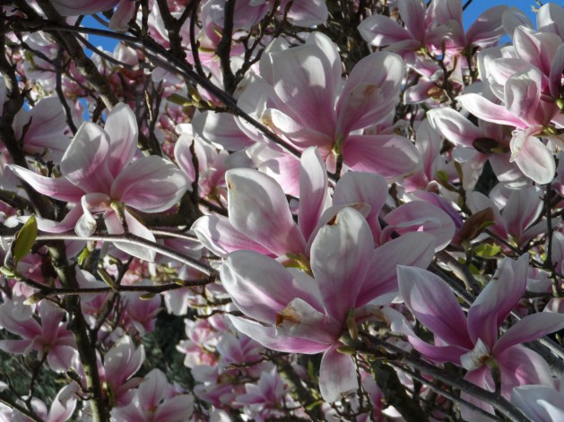 Magnolien-Blüten_sig_SNIP