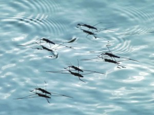 Insekt-Wasserläufer_SNIP_AdinaVoicu