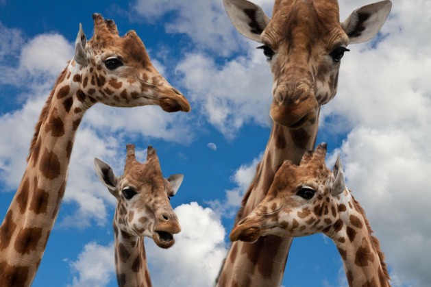 Giraffen-Diskussion_SNIP_Sponchia