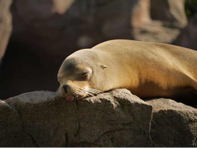 Seehund-2_seal-SNIP_smartart