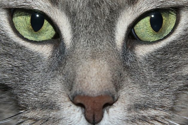 Katze-Fokus_SNIP_francapaschetta